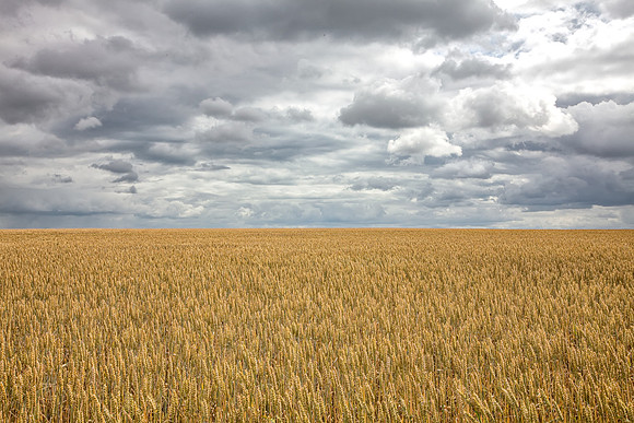 Winter Wheat, France